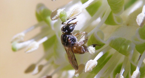 Медный купорос токсичен для пчёл